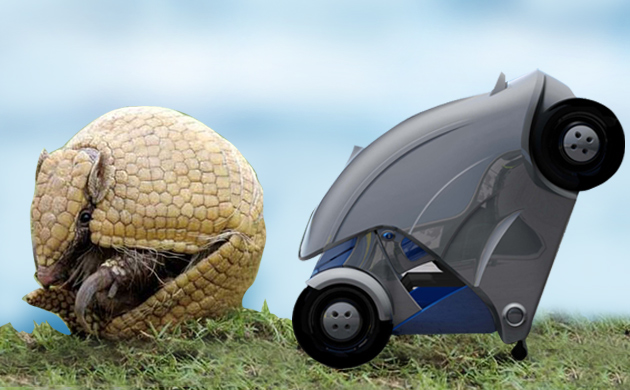 armadillo animale auto